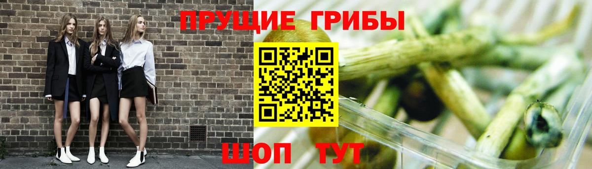 Сунжа  Псилоцибиновые грибы GOLDEN TEACHER  Вход с VPN 